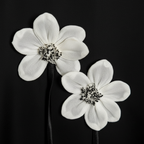 Alice Pi abito nero elegante con fiori gioiello bambina